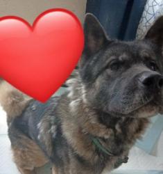 Lost Male Dog last seen Near N 9th st Lebanon pa, Lebanon, PA 17046