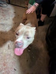 Found/Stray Male Dog last seen Columbia Drive and Peachcrest, Decatur, GA 30032