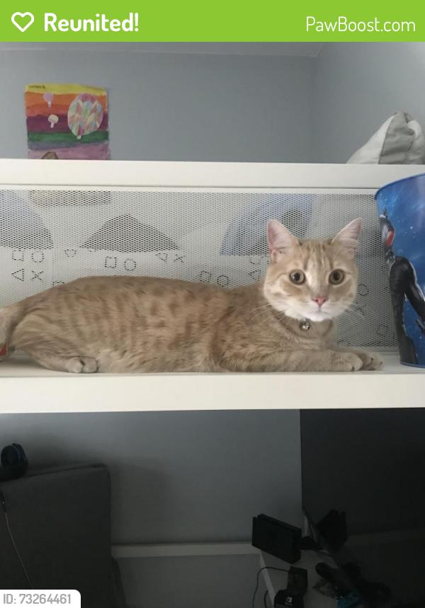 Reunited Male Cat last seen Lake, Dollard-des-Ormeaux, QC H9B 1B6