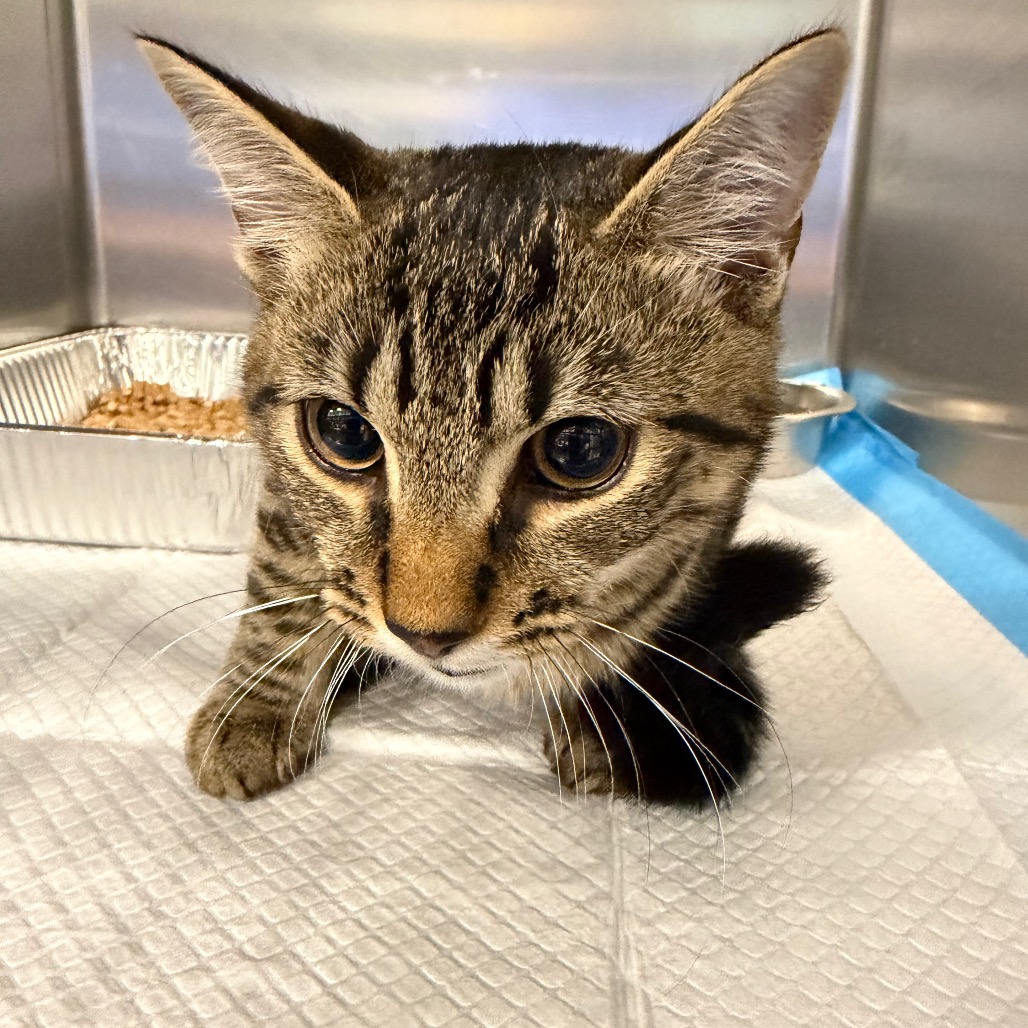 Shelter Stray Male Cat last seen , 980 Guilford College Rd, Greensboro, NC 27409, USA