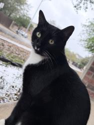 Lost Male Cat last seen Forest bluff, Live Oak, TX 78233