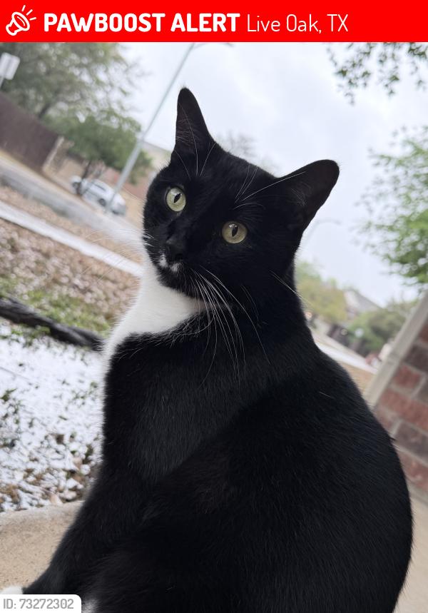 Lost Male Cat last seen Forest bluff, Live Oak, TX 78233