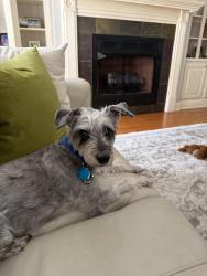 Lost Male Dog last seen Near Susek Drive, Pineville LA, Pineville, LA 71360