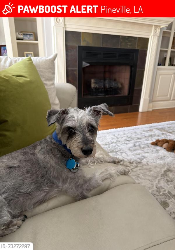 Lost Male Dog last seen Near Susek Drive, Pineville LA, Pineville, LA 71360