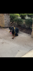 Found/Stray Male Dog last seen Holiday Inn, Jacksonville, FL 32226