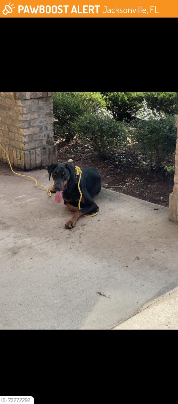 Found/Stray Male Dog last seen Holiday Inn, Jacksonville, FL 32226