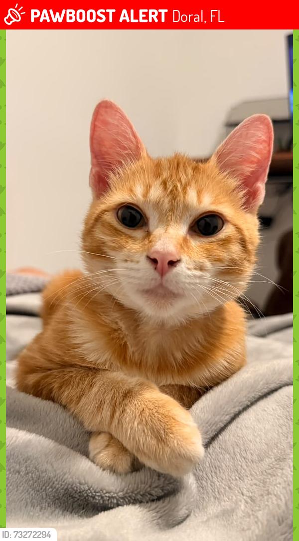 Lost Female Cat last seen VESADA apmts, Doral, FL 33178
