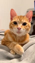 Lost Female Cat last seen VESADA apmts, Doral, FL 33178