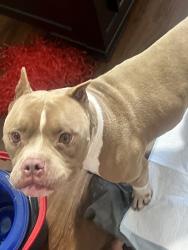Reunited Unknown Dog last seen Archer high., Gwinnett County, GA 30045