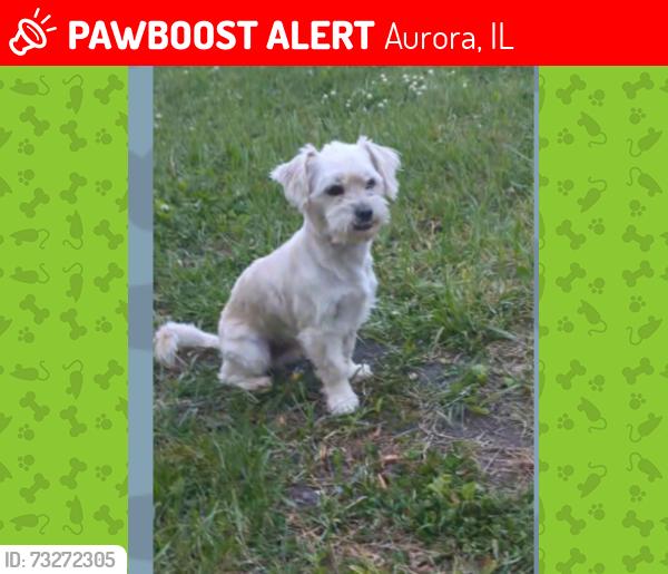 Lost Male Dog last seen Ohio and Liberty st, Aurora, IL 60505