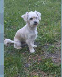 Lost Male Dog last seen Ohio and Liberty st, Aurora, IL 60505