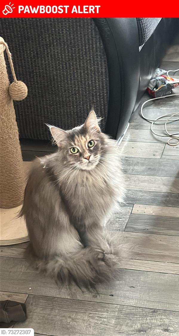 Lost Female Cat last seen Rochford garden way, Essex, England SS4 1QS