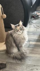 Lost Female Cat last seen Rochford garden way, Essex, England SS4 1QS