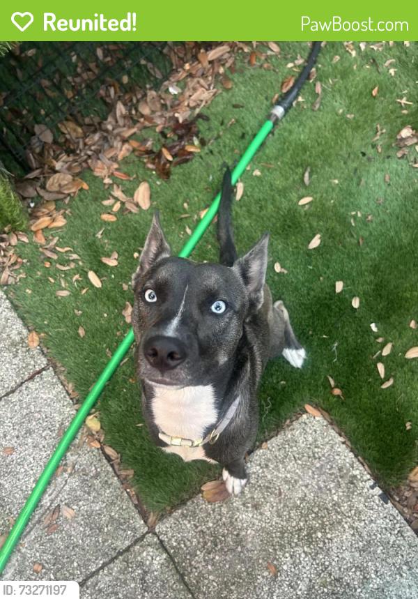 Reunited Female Dog last seen Near Ave N (Almost near Bear Creek Park), St. Petersburg, FL 33710