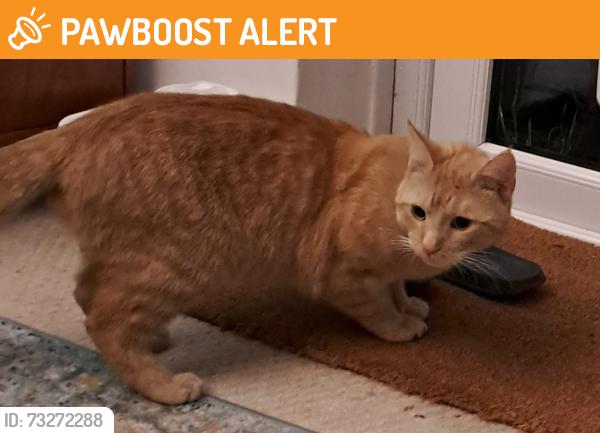 Found/Stray Male Cat last seen Sunfields Place/Old Dover Road, Greater London, England SE3 8TB
