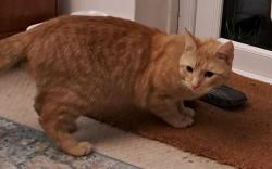 Found/Stray Male Cat last seen Sunfields Place/Old Dover Road, Greater London, England SE3 8TB