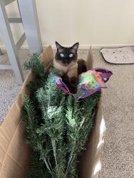 Reunited Male Cat last seen Lantana and Rosewood, Camarillo, CA 93010