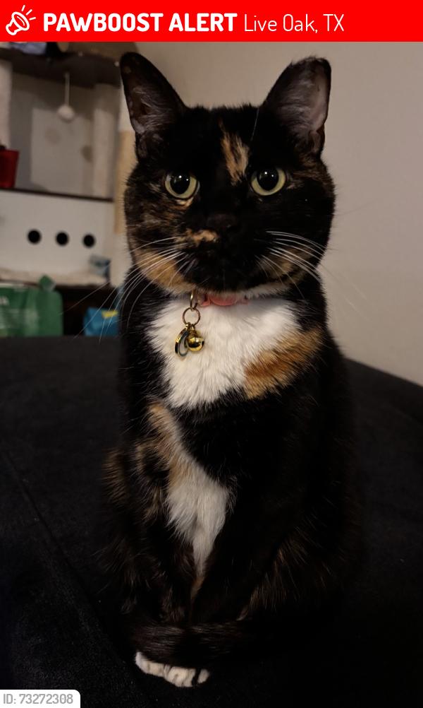 Lost Female Cat last seen Near Altura community, Live Oak, TX 78233