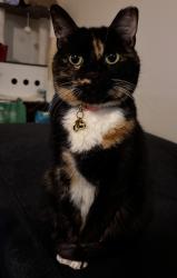 Lost Female Cat last seen Near Altura community, Live Oak, TX 78233
