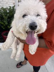 Reunited Male Dog last seen Everglades and Palmetto, Forney, TX 75126