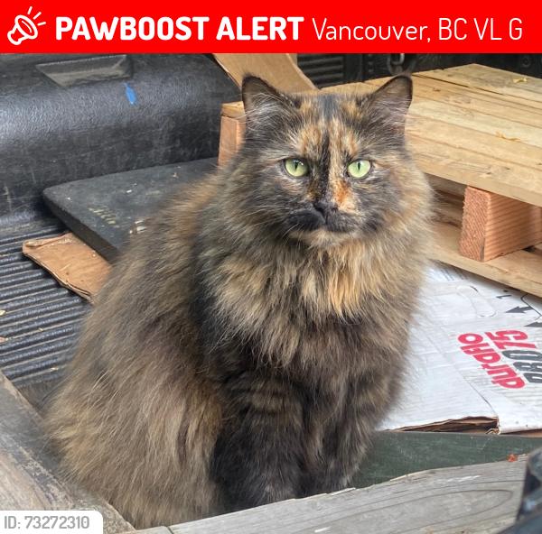 Lost Female Cat last seen Grant St & Commercial Drive, Vancouver, BC V5L 5G3