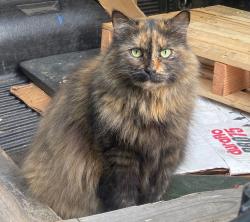 Lost Female Cat last seen Grant St & Commercial Drive, Vancouver, BC V5L 5G3