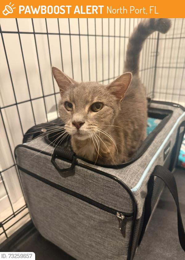 Found/Stray Unknown Cat last seen Hornbuckle Blvd, Ponce de Leon, North Port, FL 34291