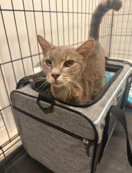 Found/Stray Unknown Cat last seen Hornbuckle Blvd, Ponce de Leon, North Port, FL 34291