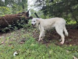 Found/Stray Female Dog last seen Near and 42, IN-243, IN 46120