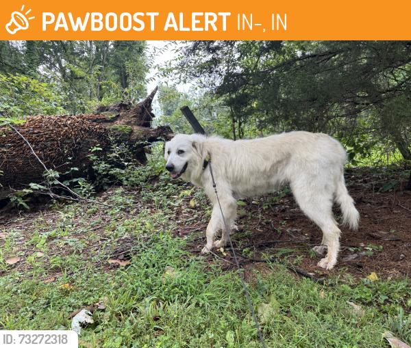 Found/Stray Female Dog last seen Near and 42, IN-243, IN 46120