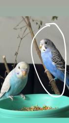 Lost Male Bird last seen Bellingham apmt Homes, 1625 Roswell Rd, Marietta, GA 30062, Marietta, GA 30062