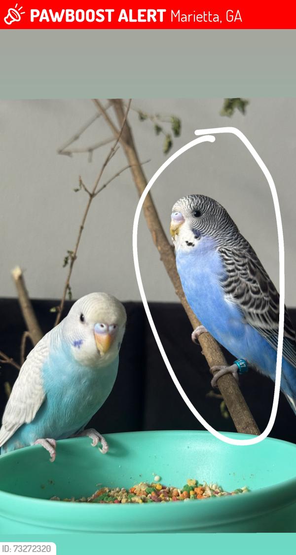Lost Male Bird last seen Bellingham apmt Homes, 1625 Roswell Rd, Marietta, GA 30062, Marietta, GA 30062