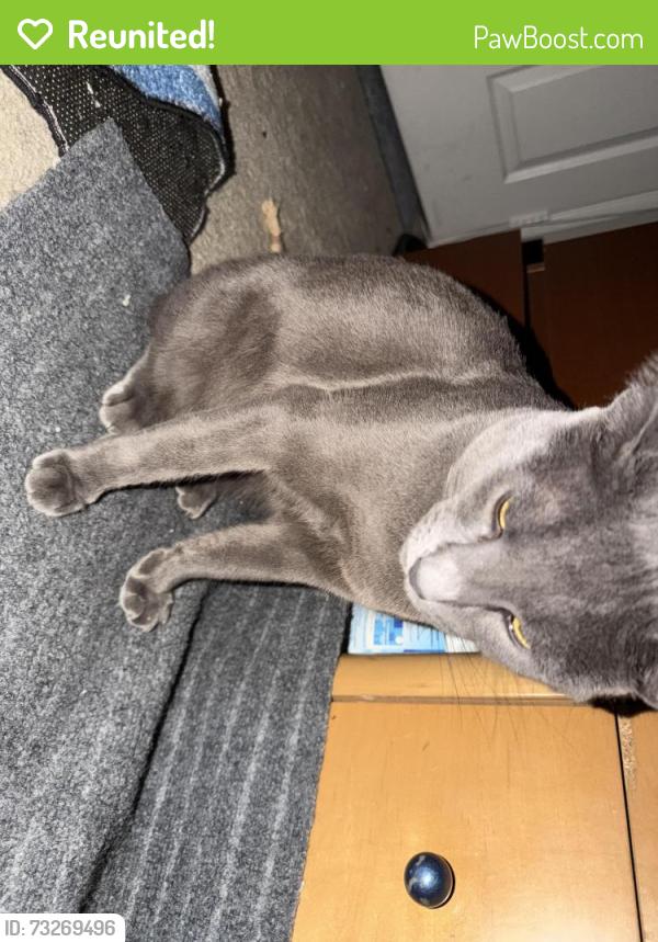 Reunited Male Cat last seen Near Sherman way Winnetka California 91306, Los Angeles, CA 91306