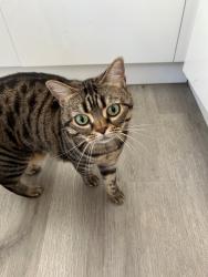 Lost Female Cat last seen Herne Road, Surbiton, Greater London, England KT6 5BP