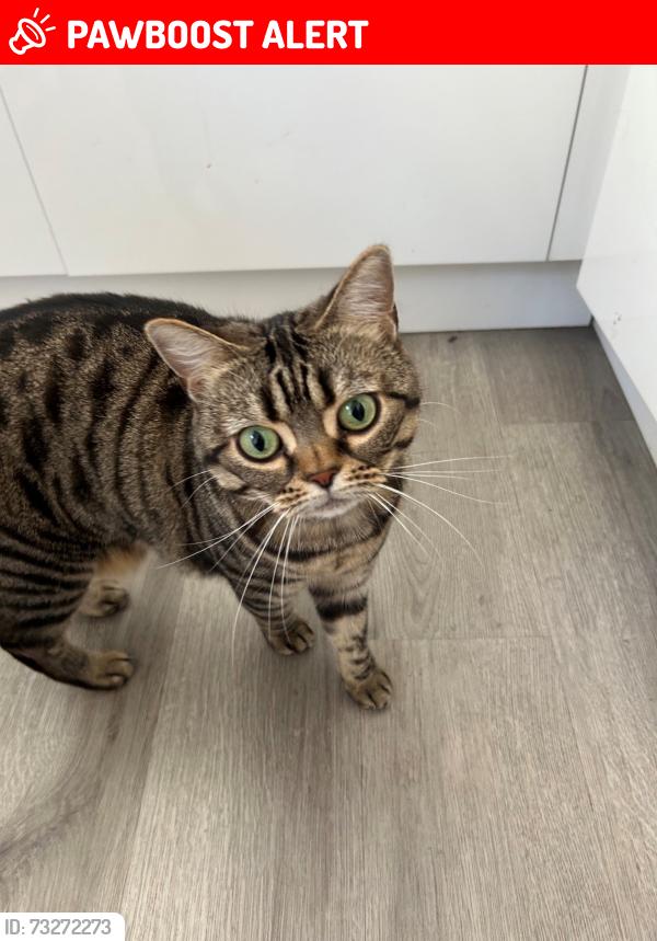 Lost Female Cat last seen Herne Road, Surbiton, Greater London, England KT6 5BP