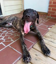 Shelter Stray Male Dog last seen CHARLOTTE, 8315 Byrum Dr, Charlotte, NC 28217, USA