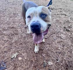 Shelter Stray Male Dog last seen CHARLOTTE, 8315 Byrum Dr, Charlotte, NC 28217, USA