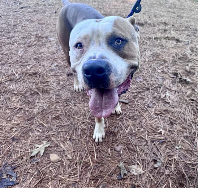 Shelter Stray Male Dog last seen CHARLOTTE, 8315 Byrum Dr, Charlotte, NC 28217, USA
