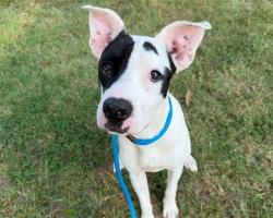 Shelter Stray Female Dog last seen CHARLOTTE, 8315 Byrum Dr, Charlotte, NC 28217, USA