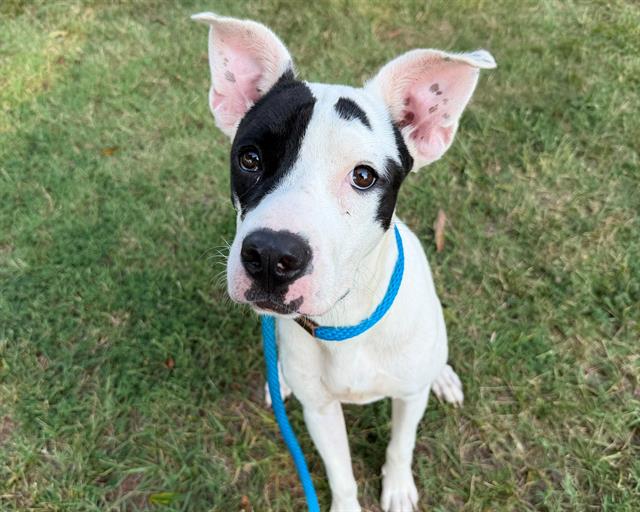Shelter Stray Female Dog last seen CHARLOTTE, 8315 Byrum Dr, Charlotte, NC 28217, USA