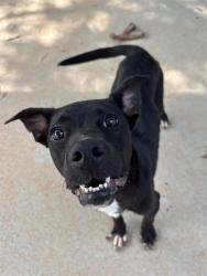 Shelter Stray Female Dog last seen CHARLOTTE, 8315 Byrum Dr, Charlotte, NC 28217, USA