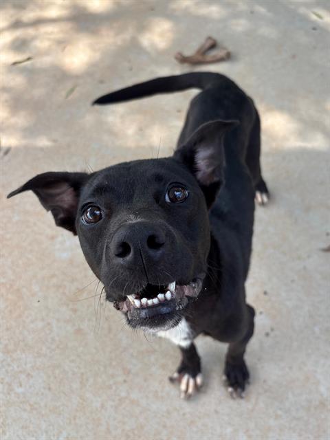 Shelter Stray Female Dog last seen CHARLOTTE, 8315 Byrum Dr, Charlotte, NC 28217, USA