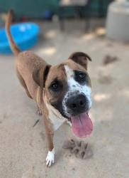 Shelter Stray Male Dog last seen CHARLOTTE, 8315 Byrum Dr, Charlotte, NC 28217, USA