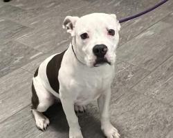 Shelter Stray Female Dog last seen Near BLOCK S CEYLON WAY AURORA CO 80013, 2080 S Quebec St, Denver, CO 80231, USA