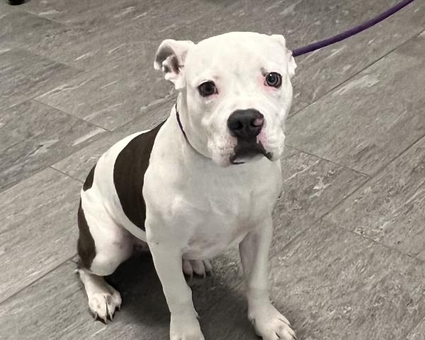 Shelter Stray Female Dog last seen Near BLOCK S CEYLON WAY AURORA CO 80013, 2080 S Quebec St, Denver, CO 80231, USA