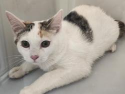 Shelter Stray Unknown Cat last seen Near BLOCK DAYTON ST, AURORA CO 80010 3205, 2080 S Quebec St, Denver, CO 80231, USA