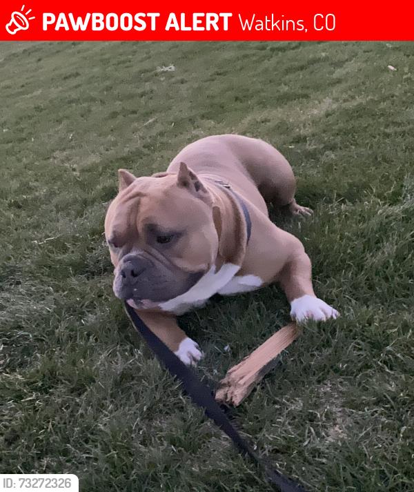Lost Male Dog last seen 10th and Imboden rd, Watkins, CO 80137