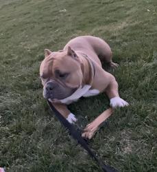 Lost Male Dog last seen 10th and Imboden rd, Watkins, CO 80137