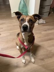 Reunited Male Dog last seen W Oak St, Selma, NC 27576, USA, Selma, NC 27576