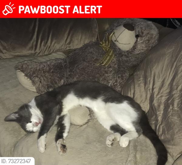 Lost Male Cat last seen Foundry bridge, Blaenau Gwent, Wales 
